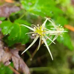 oregon goldthread thumbnail 4