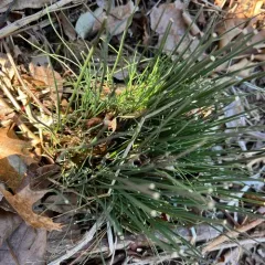 wild garlic thumbnail 4