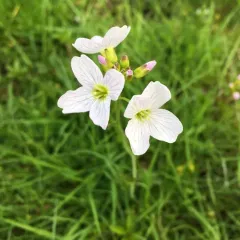 Cuckooflower thumbnail 3