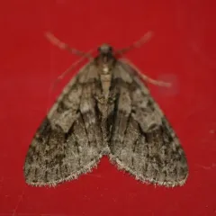Mottled Gray Carpet thumbnail 4