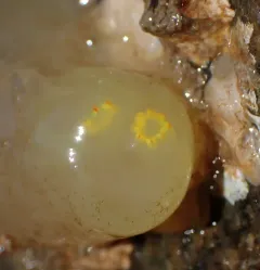 Sea Vase thumbnail 1