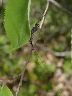 Leptophlebia nebulosa thumbnail 2