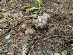 Ramaria fumigata thumbnail 2