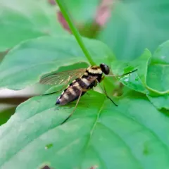 Ornate Snipe Fly thumbnail 1