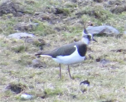 Northern Lapwing
