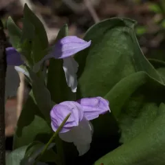 showy orchis thumbnail 4