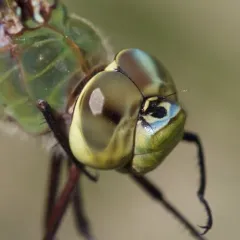Common Green Darner thumbnail 3