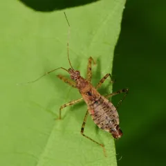 Hoplistoscelis pallescens thumbnail 1