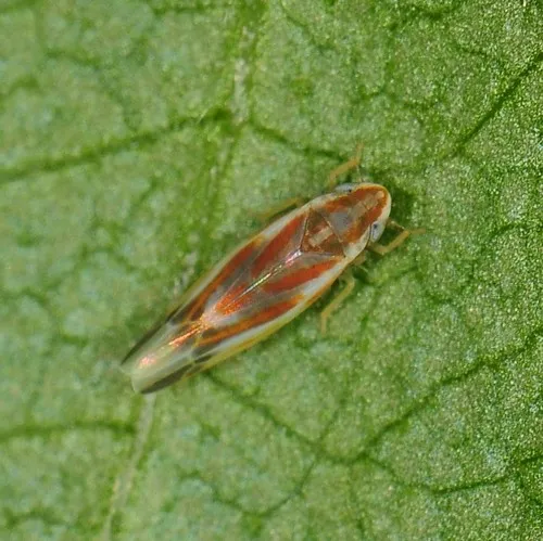 Erythridula wysongi