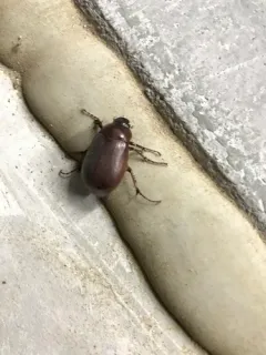 Phyllophaga crassissima thumbnail 4