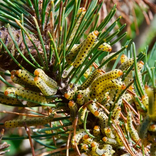 Red-headed Pine Sawfly