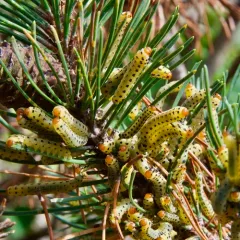 Red-headed Pine Sawfly thumbnail 1