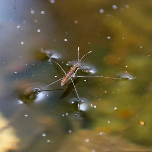 Kayak Pond Skater