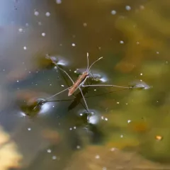 Kayak Pond Skater thumbnail 1