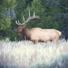 Wapiti thumbnail 3