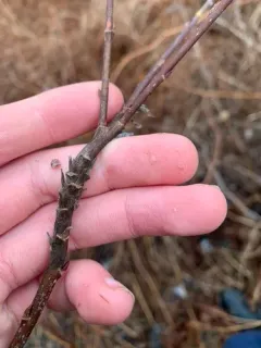 Rabdophaga salicistriticoides thumbnail 4