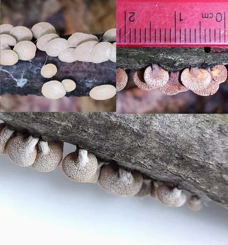 Porodisculus pendulus