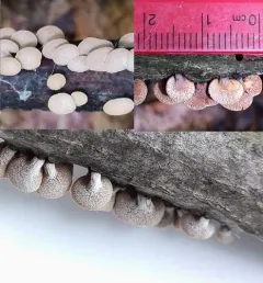 Porodisculus pendulus thumbnail 1
