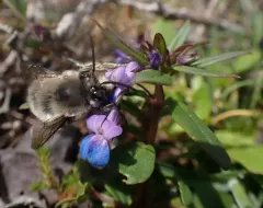 Habropoda miserabilis thumbnail 3