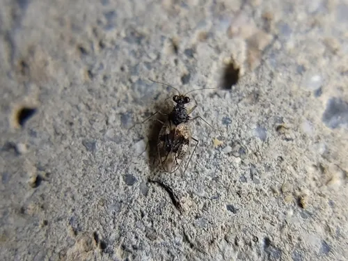 Patapius spinosus