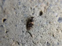 Patapius spinosus thumbnail 1