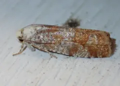 Pitch Twig Moth thumbnail 2