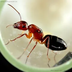 Bicolored Arboreal Carpenter Ant thumbnail 4