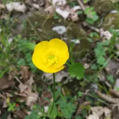 bulbous buttercup thumbnail 2