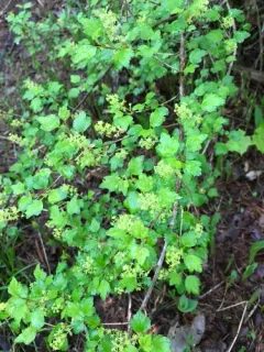 Mountain Currant thumbnail 4