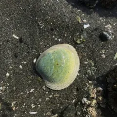 Pacific Littleneck Clam thumbnail 4