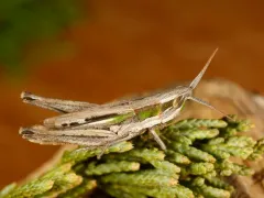 Obscure grasshopper thumbnail 4