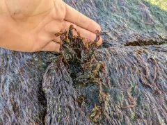 Porphyra linearis thumbnail 2