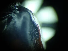 Nicrophorus hybridus thumbnail 4