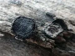 Biscogniauxia repanda thumbnail 4