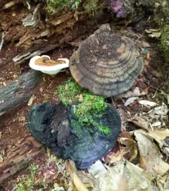 Ganoderma lobatum thumbnail 3