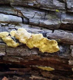 Trichoderma sulphureum thumbnail 2