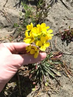 headland wallflower thumbnail 3