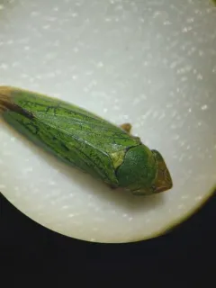 Helochara delta thumbnail 2