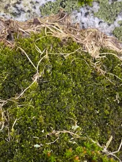 Homomallium adnatum thumbnail 2