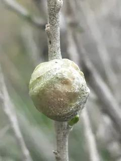 Bubble-gall tephritid thumbnail 2