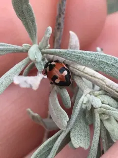 Hippodamia apicalis thumbnail 3