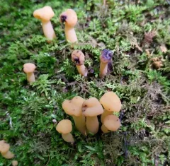Hypomyces leotiicola thumbnail 3