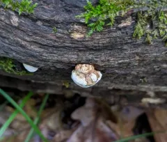 Perenniporia ohiensis thumbnail 3