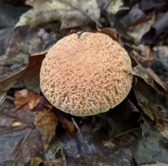 corrugated bolete thumbnail 3