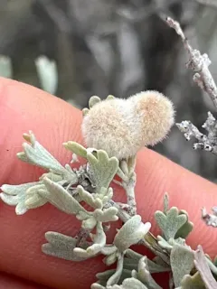Rhopalomyia hirtipomum thumbnail 4