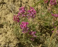 Bessey's Locoweed thumbnail 3