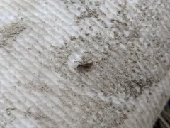 Rusty Pineneedle Weevil thumbnail 4