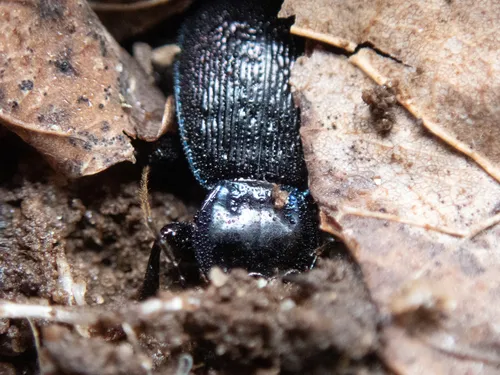 Polished Snail-eating Beetle
