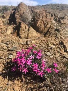Yreka phlox thumbnail 3