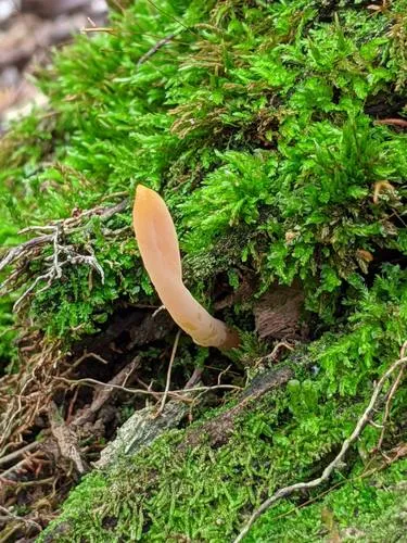 Flame fungus